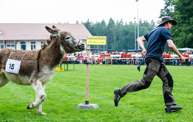 Eselrennen Hößlinswart_31