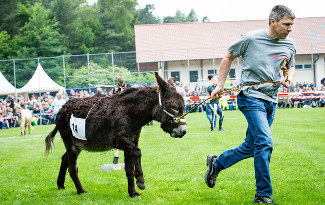 Eselrennen Hößlinswart_35