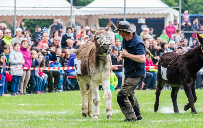 Eselrennen Hößlinswart_39
