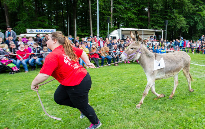 Eselrennen Hößlinswart_40