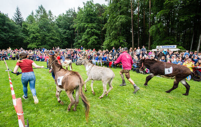 Eselrennen Hößlinswart_43