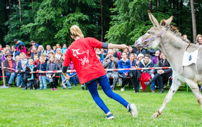 Eselrennen Hößlinswart_48