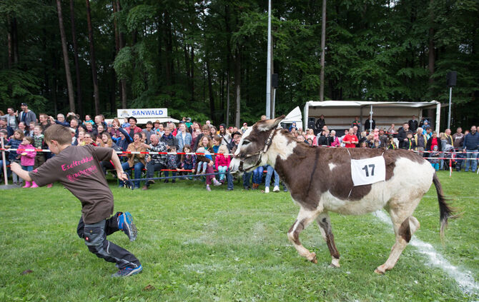 Eselrennen Hößlinswart_52