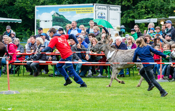 Eselrennen Hößlinswart_62