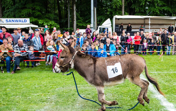 Eselrennen Hößlinswart_63