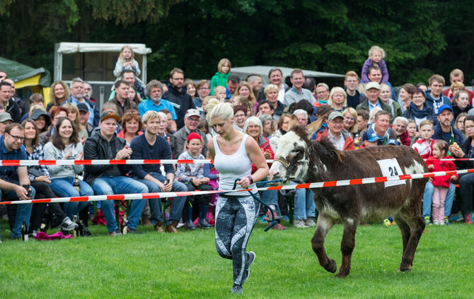 Eselrennen Hößlinswart_74