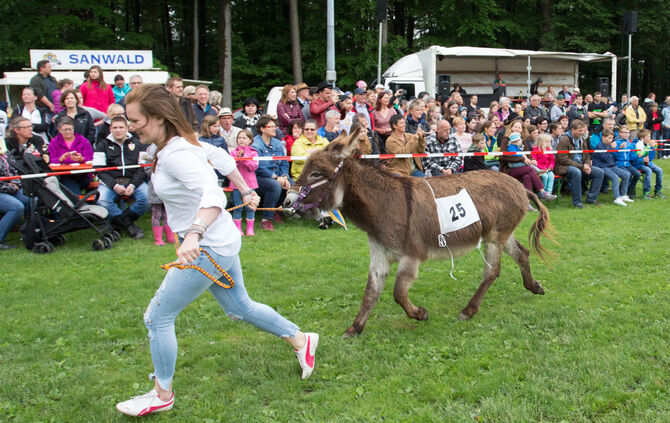Eselrennen Hößlinswart_78