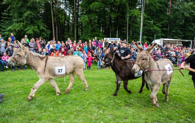 Eselrennen Hößlinswart_83