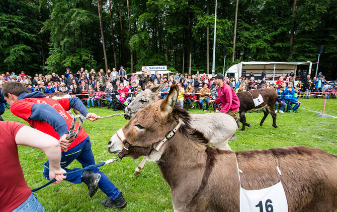 Eselrennen Hößlinswart_86