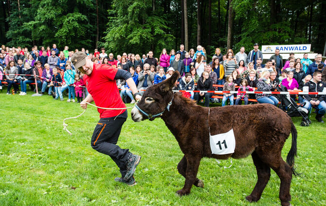 Eselrennen Hößlinswart_90