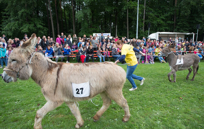 Eselrennen Hößlinswart_100