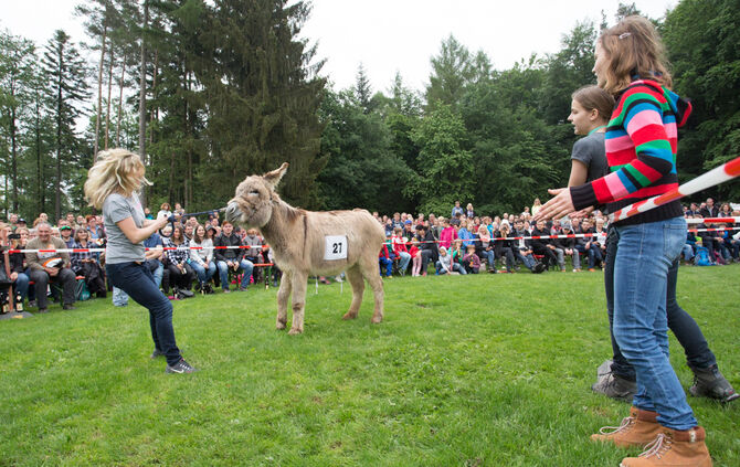 Eselrennen Hößlinswart_104