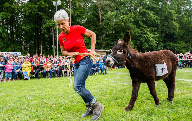 Eselrennen Hößlinswart_111
