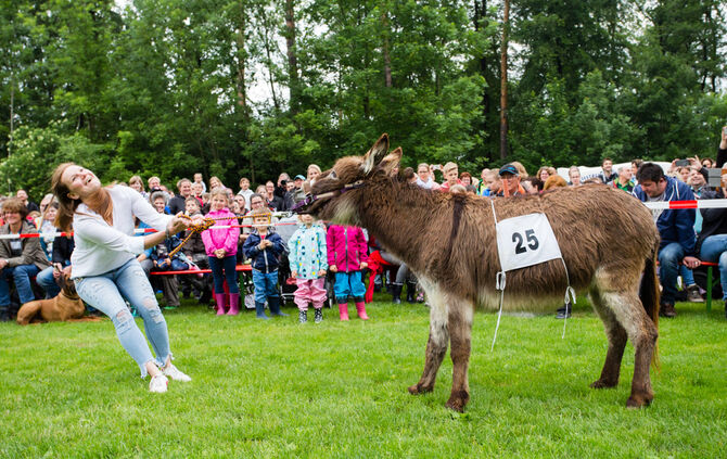 Eselrennen Hößlinswart_115