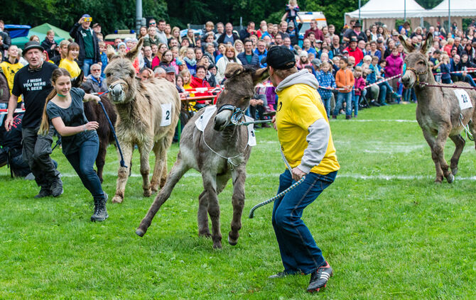 Eselrennen Hößlinswart_116