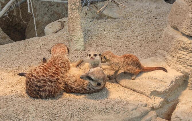 Mildes Wetter lockt Erdmännchen-Drillinge ans Licht_0