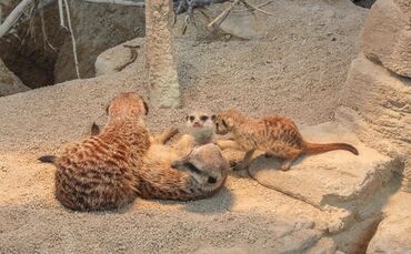 Mildes Wetter lockt Erdmännchen-Drillinge ans Licht_0