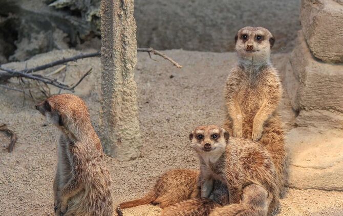 Mildes Wetter lockt Erdmännchen-Drillinge ans Licht_1