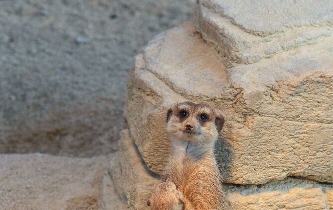 Mildes Wetter lockt Erdmännchen-Drillinge ans Licht_2