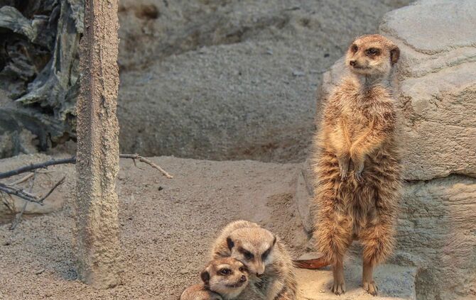 Mildes Wetter lockt Erdmännchen-Drillinge ans Licht_3