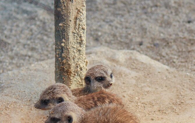Mildes Wetter lockt Erdmännchen-Drillinge ans Licht_4
