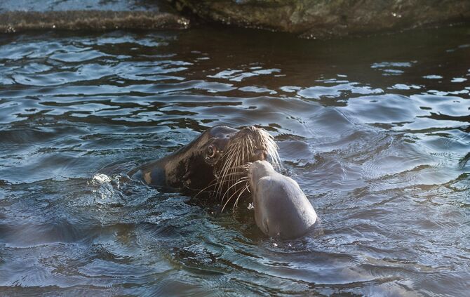 Seelöwen Umzug Robben Wilhelma Eisbärengehege_0