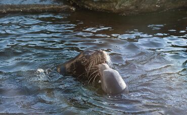 Seelöwen Umzug Robben Wilhelma Eisbärengehege_0