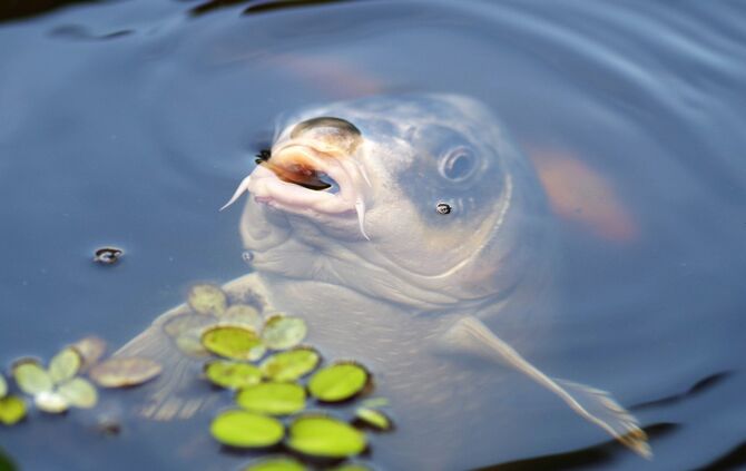 Fisch Karpfen Symbol Symbolbild
