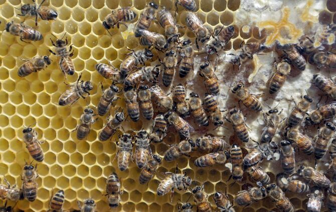 Bienen Waben Honig Honigbienen  Symbol Symbolbild Symbolfoto