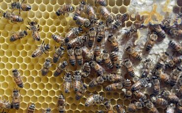 Bienen Waben Honig Honigbienen  Symbol Symbolbild Symbolfoto