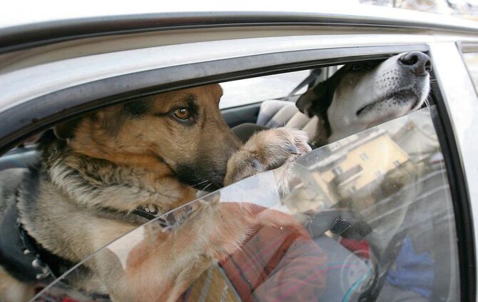 Hitze Auto Hund symbol symbolbild symbolfoto