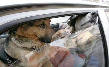 Hitze Auto Hund symbol symbolbild symbolfoto