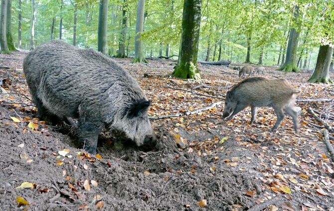 Wildschwein Wildschweine Blütentfet Sauerei_0