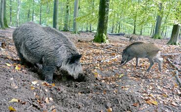 Wildschwein Wildschweine Blütentfet Sauerei_0