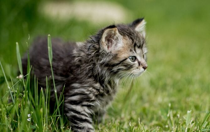 85ad090e-8c53-4d7c-b9df-36b3eecec710.jpg_0