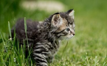 85ad090e-8c53-4d7c-b9df-36b3eecec710.jpg_0