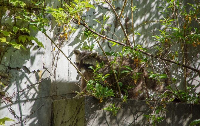 Feuerwehr Polizei Waschbär Klinikum Rettung Stuttgart_0