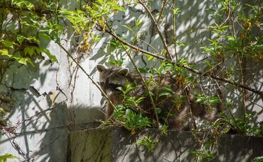 Feuerwehr Polizei Waschbär Klinikum Rettung Stuttgart_0