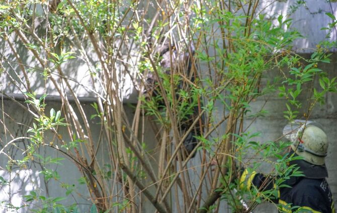 Feuerwehr Polizei Waschbär Klinikum Rettung Stuttgart_5