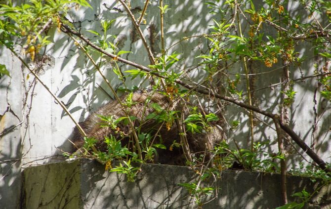 Feuerwehr Polizei Waschbär Klinikum Rettung Stuttgart_6