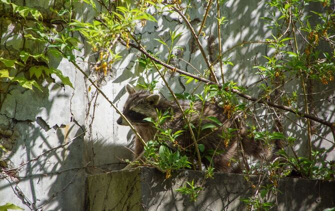 Feuerwehr Polizei Waschbär Klinikum Rettung Stuttgart_9