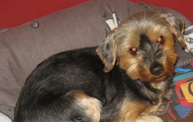 Yorkshire Terrier Jessy verschwindet am 29.7.2018 aus dem Garten in Bopfingen_0
