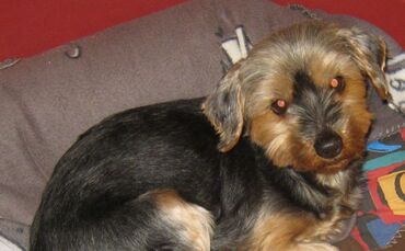 Yorkshire Terrier Jessy verschwindet am 29.7.2018 aus dem Garten in Bopfingen_0