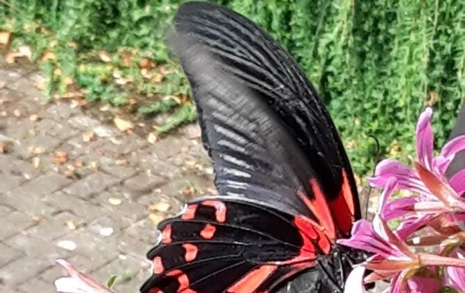 Scharlachroter Schwalbenschwanz_0