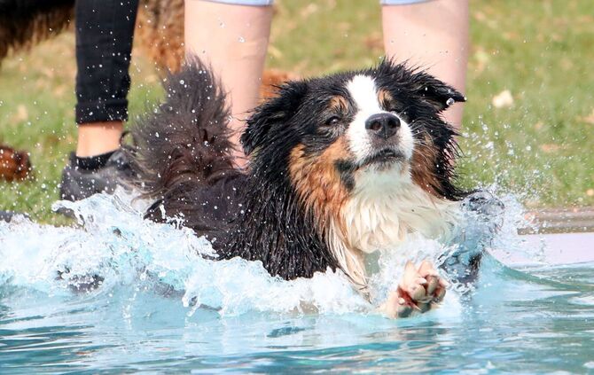 Hundebadetag Kernen-Stetten_0