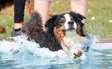 Hundebadetag Kernen-Stetten_0