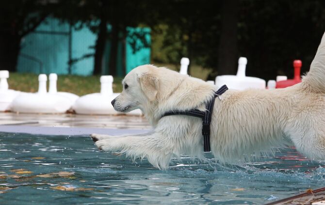 Hundebadetag Kernen-Stetten_3