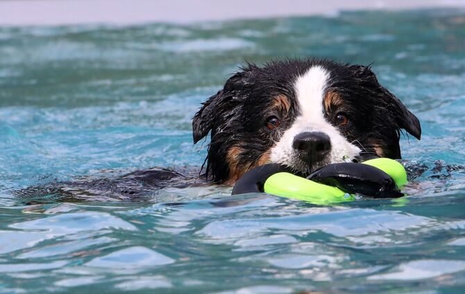 Hundebadetag Kernen-Stetten_4