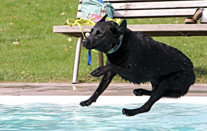 Hundebadetag Kernen-Stetten_7