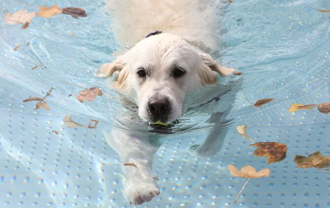 Hundebadetag Kernen-Stetten_9
